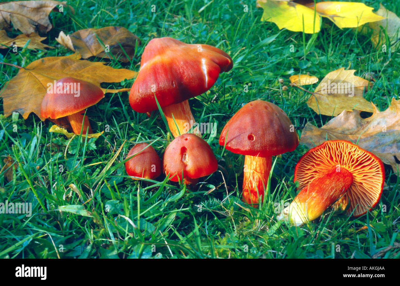 crimson waxcap (Hygrocybe punicea), group on a meadow, Germany, Hesse, Cassel Stock Photo