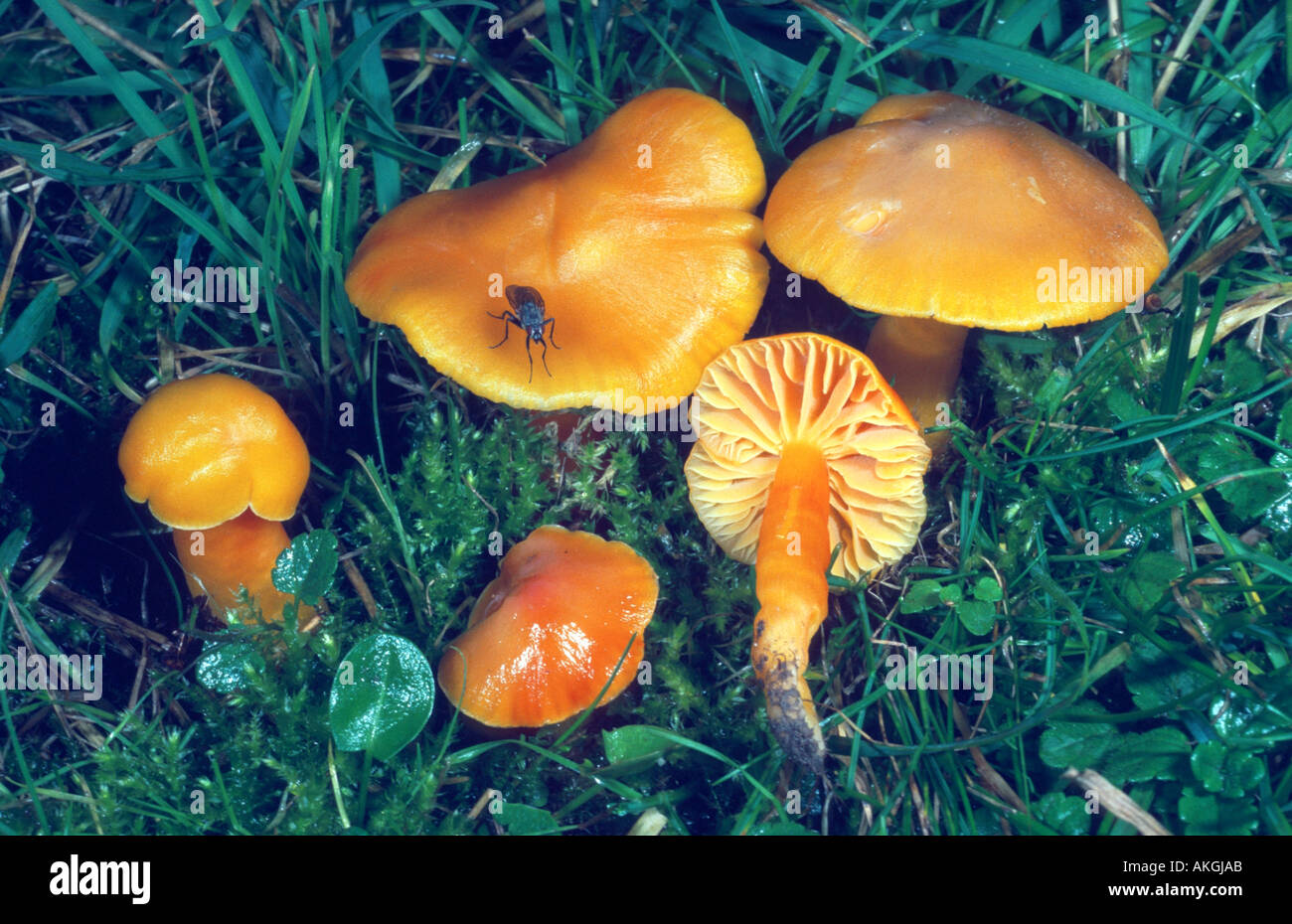 oily waxcap (Hygrocybe quieta), group on a meadow, Germany, Hesse, Cassel Stock Photo