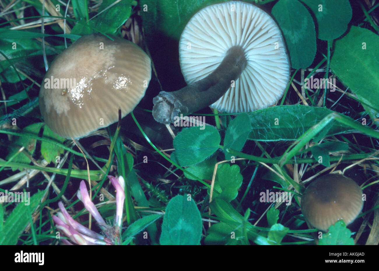waxcap (Hygrocybe unguinosa), two fruiting bodies on a meadow, Germany, Hesse, Cassel Stock Photo