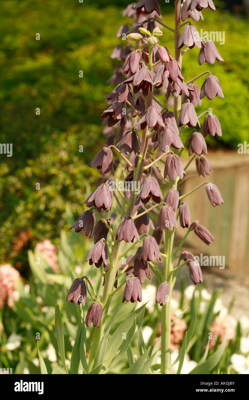 Fritillaria persica Stock Photo