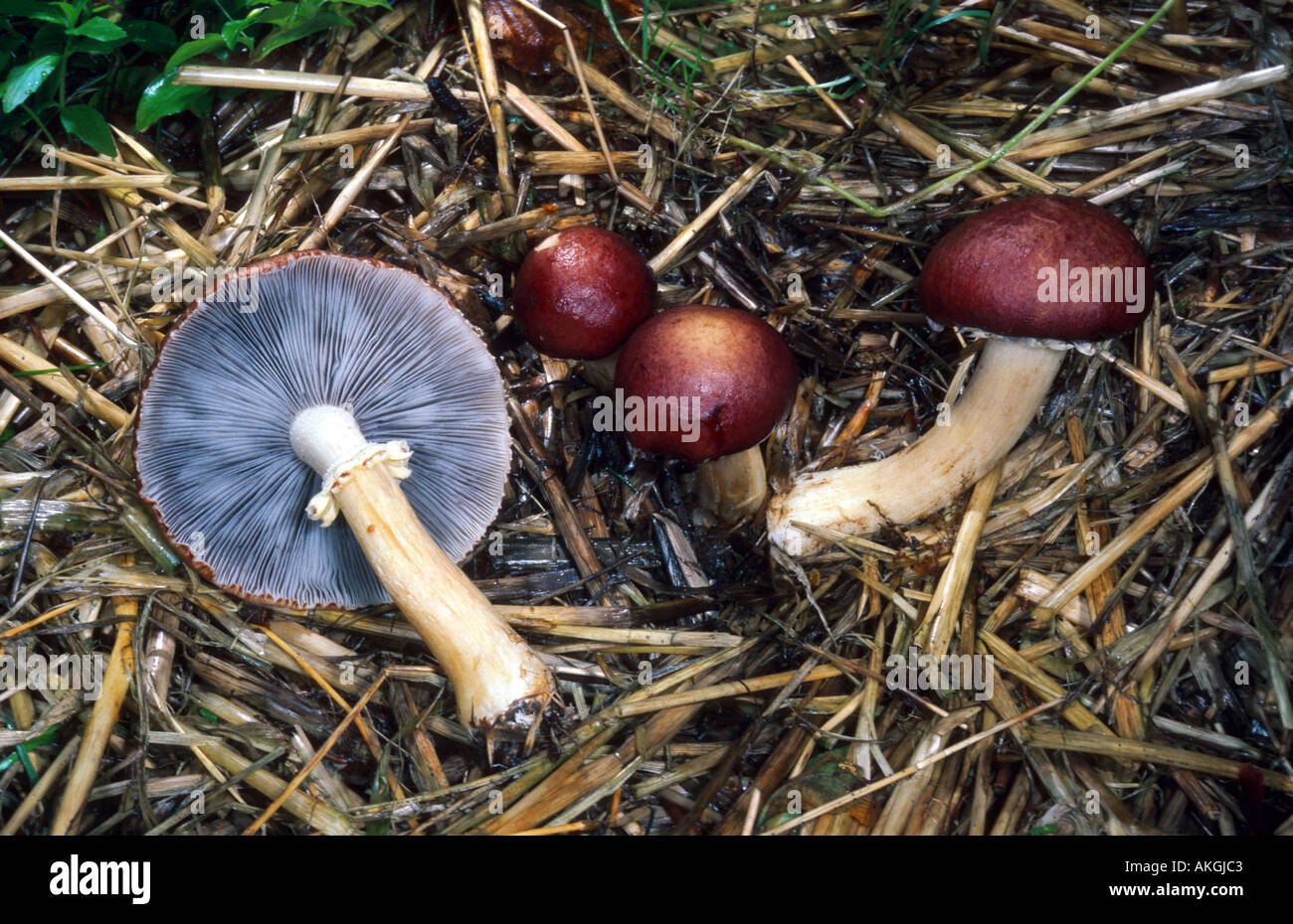 roundhead (Stropharia rugosoannulata), four fruiting bodies on straw, Germany Stock Photo