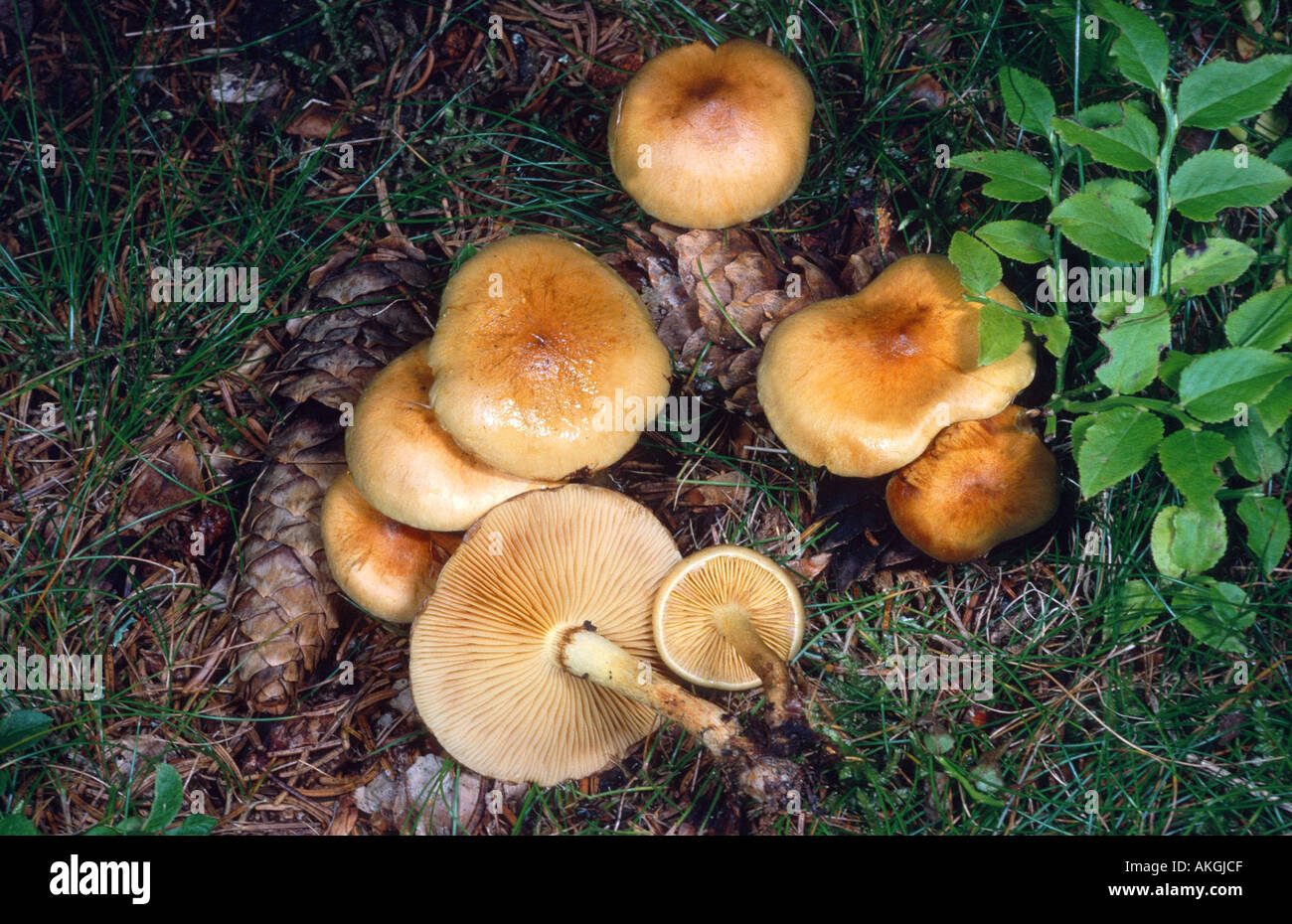 scalycap (Pholiota spumosa), group on forest ground Stock Photo