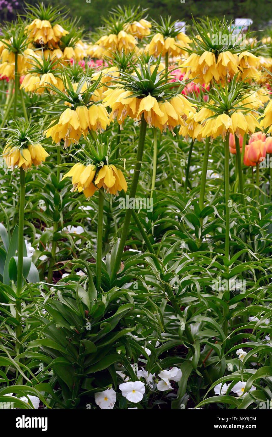 Fritillaria imperialis 'Lutea Maxima' Stock Photo