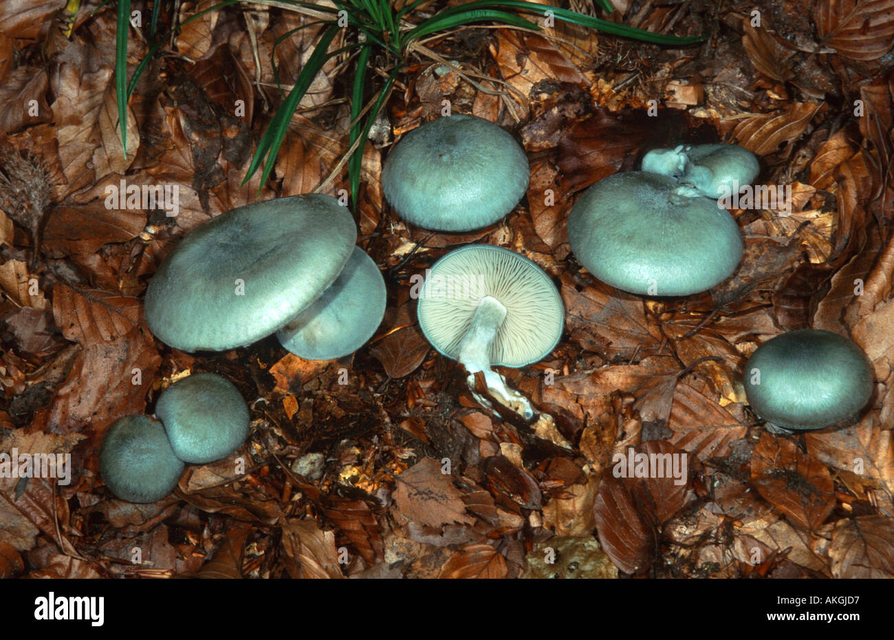 aniseed funnel (Clitocybe odora), group on forest ground, Germany, Bavaria, Andechs Stock Photo