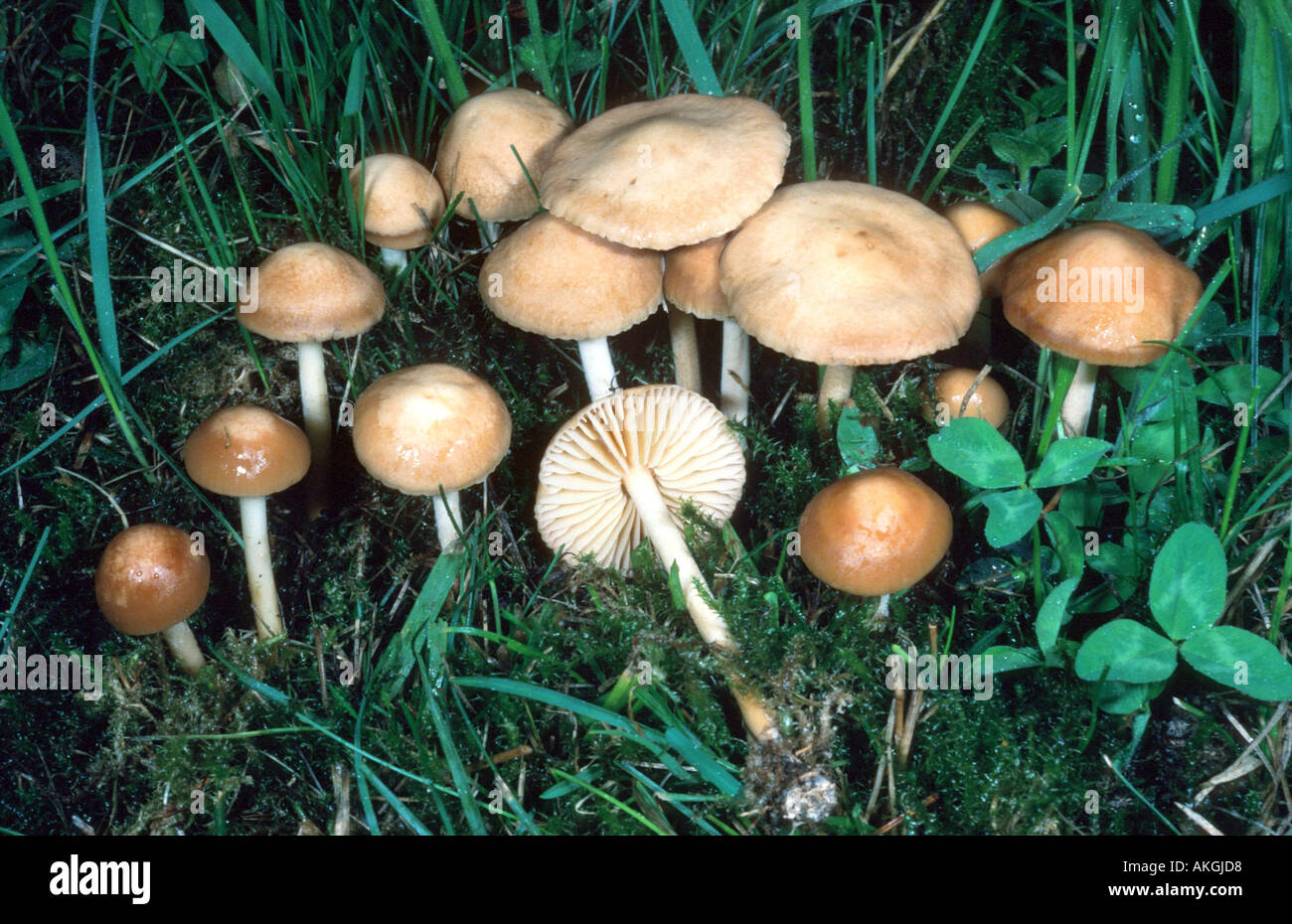 fairy ring champignon  (Marasmius oreades), group on meadow, Germany, Hesse, Cassel Stock Photo