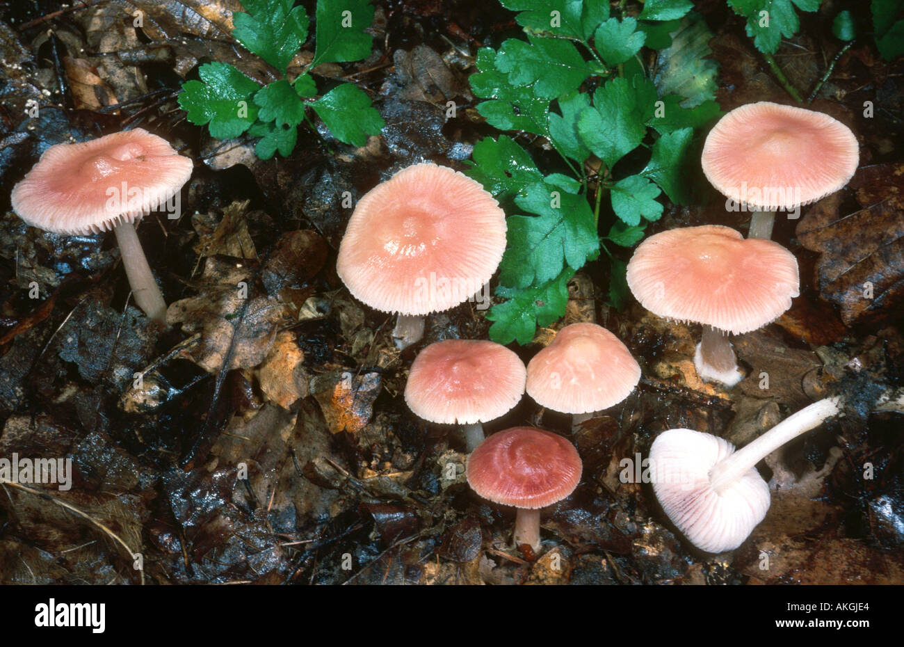 bonnet (Mycena rosea), group on forest ground, Germany, Rhineland-Palatinate Stock Photo