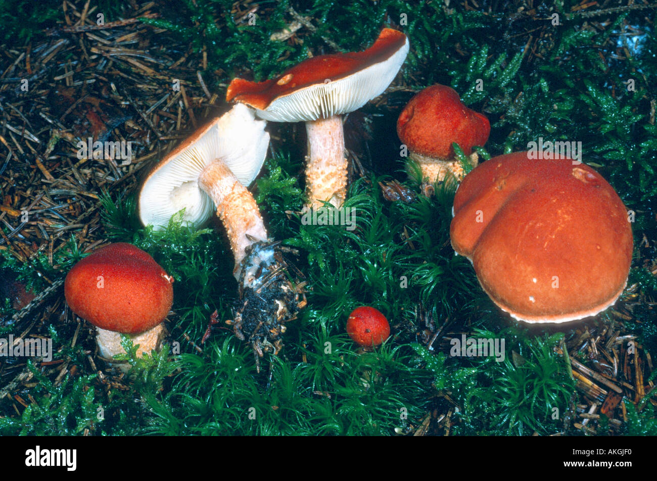 powdercap (Cystoderma terrei), group between moss, Germany, Bavaria, Gilching Stock Photo