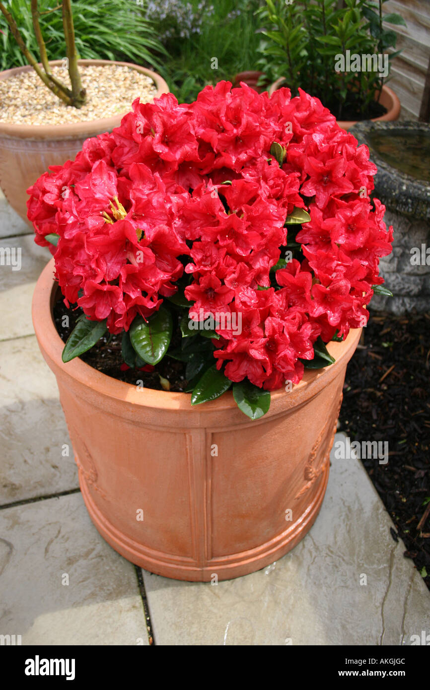 HORTICULTURE. CONTAINER GROWN RHODODENDRON DOPEY. AZALEA. ERICACEAE. Stock Photo