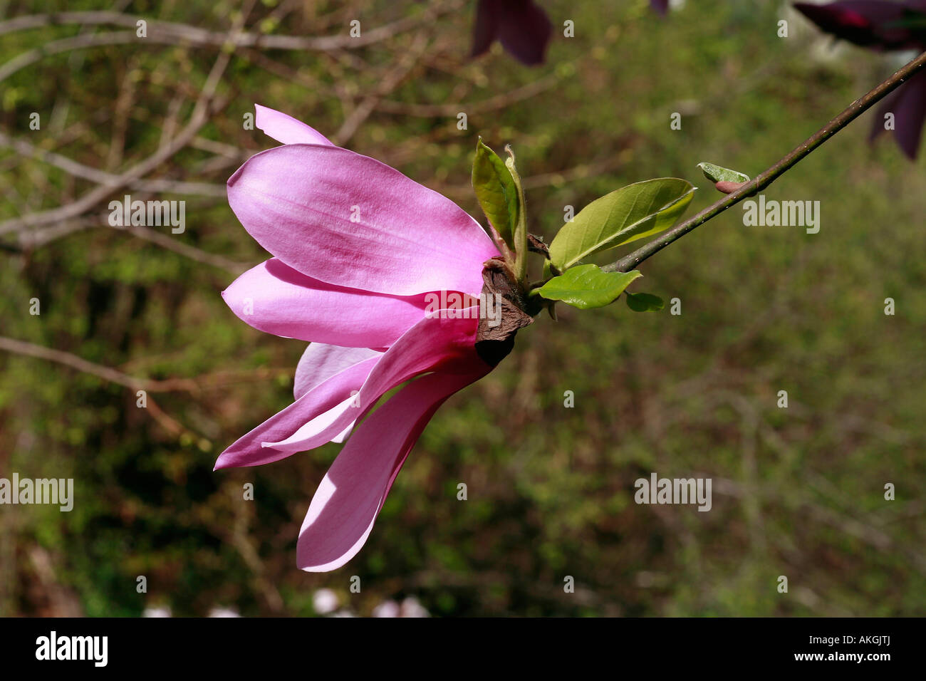 Magnolia campbellii x mollicomata 'Caerhay's Surprise' Stock Photo