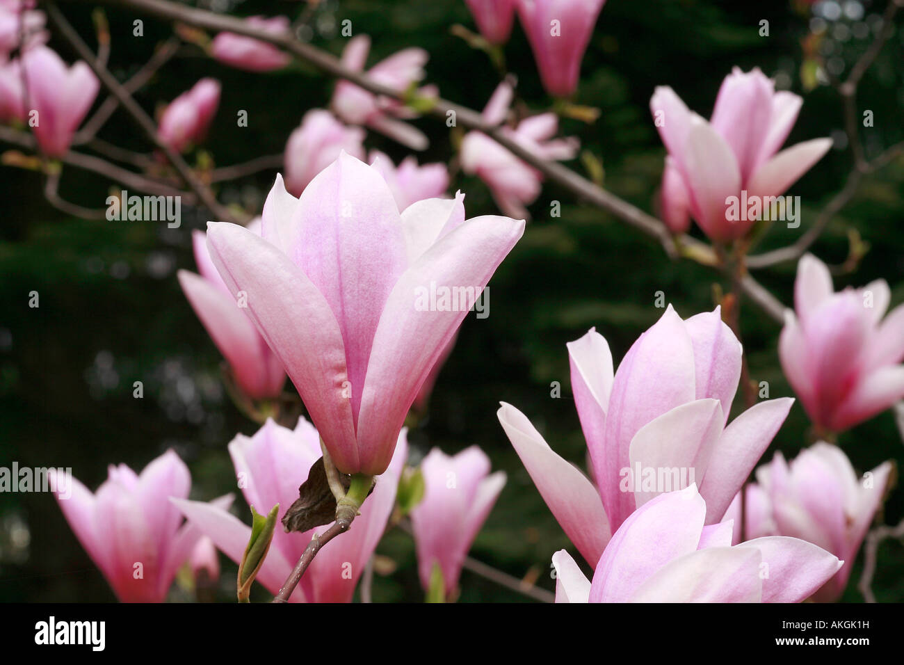 Magnolia 'Heaven Scent' Stock Photo