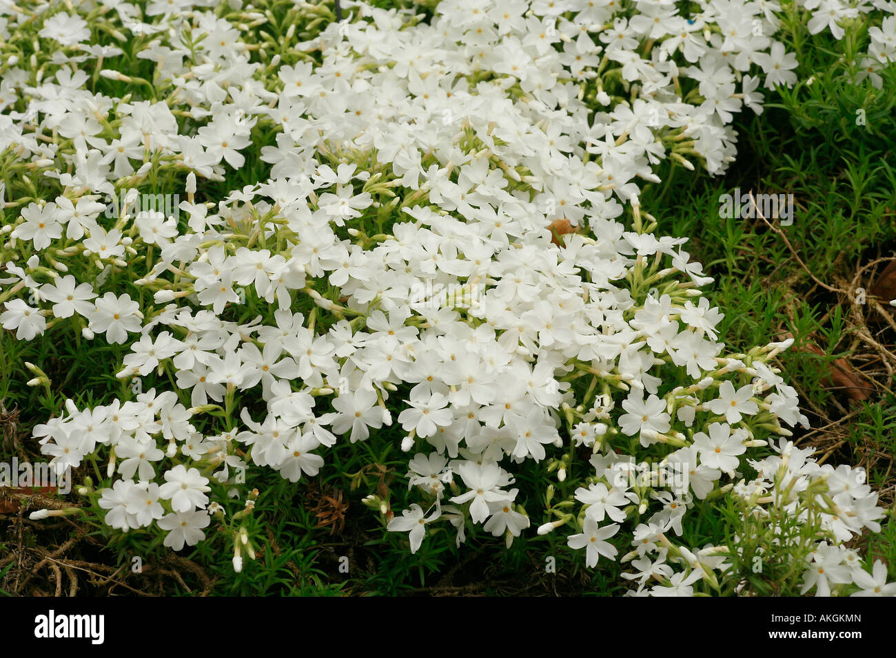 Phlox subulata 'White Delight' Stock Photo