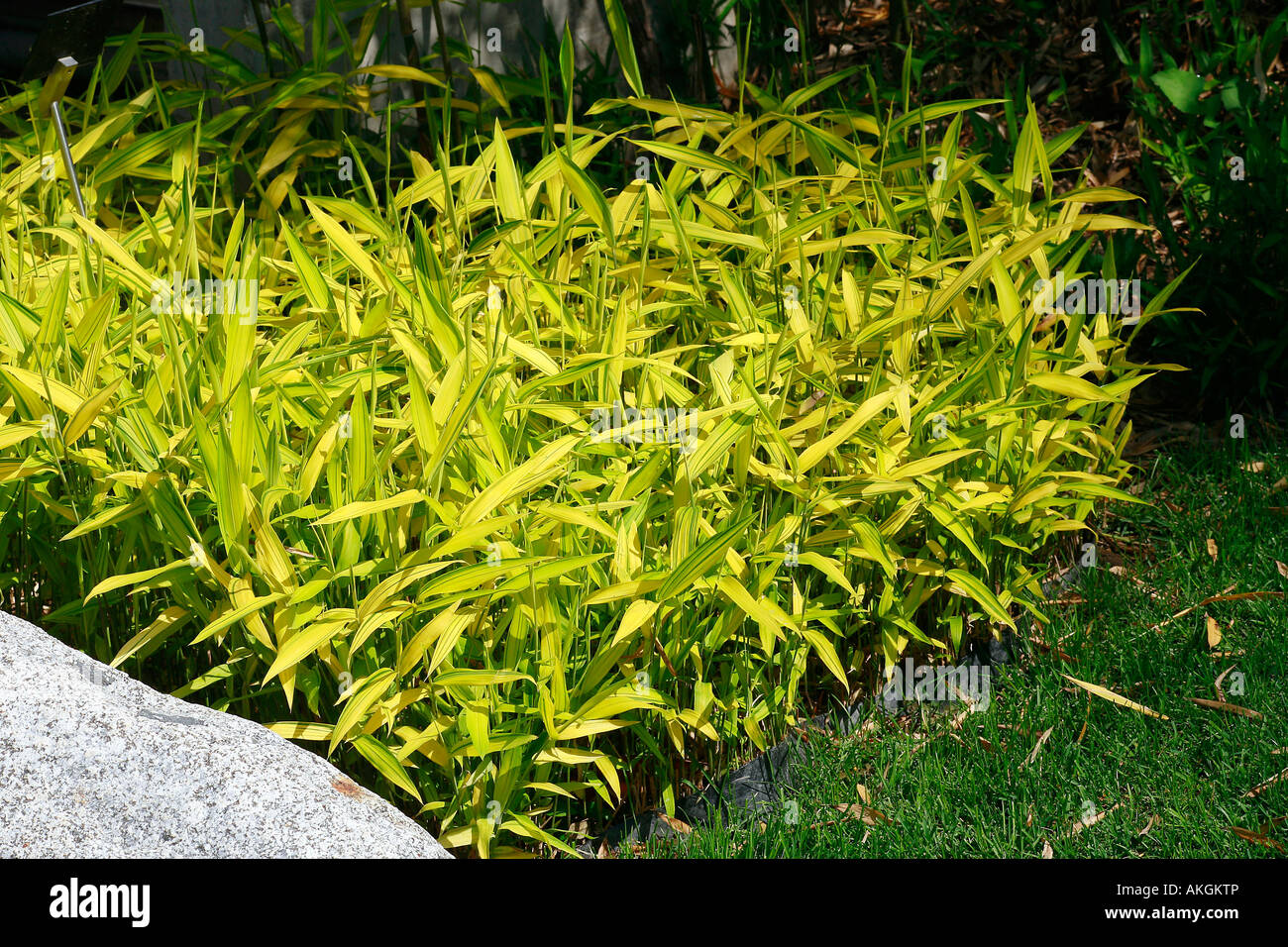 Pleioblastus auricomus "Aureum" Stock Photo