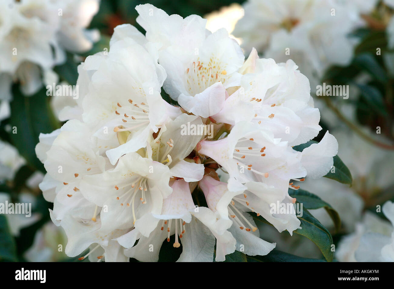 Rhododendron "Dora Amateis Stock Photo - Alamy