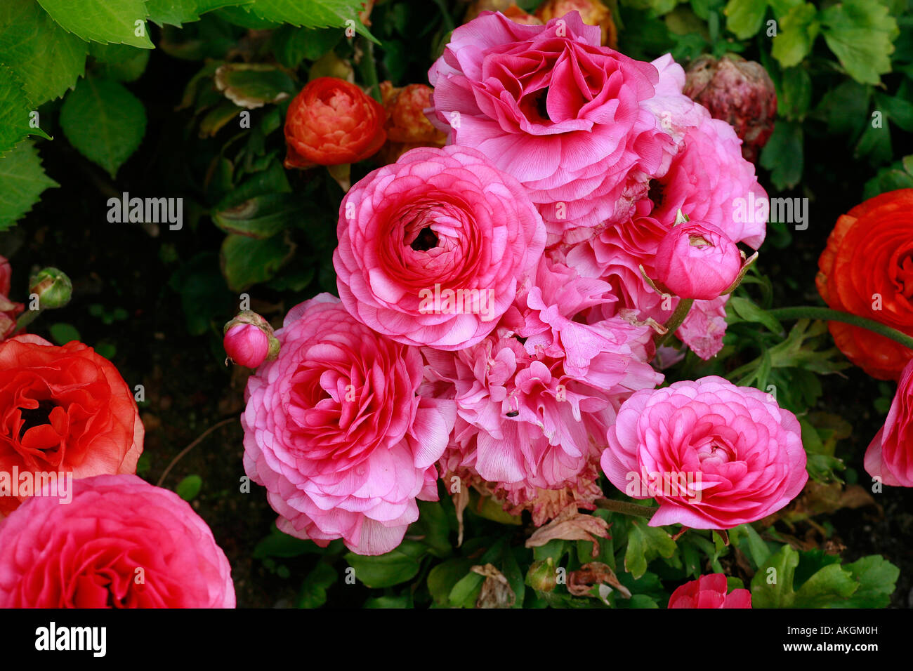 Ranunculus asiaticus