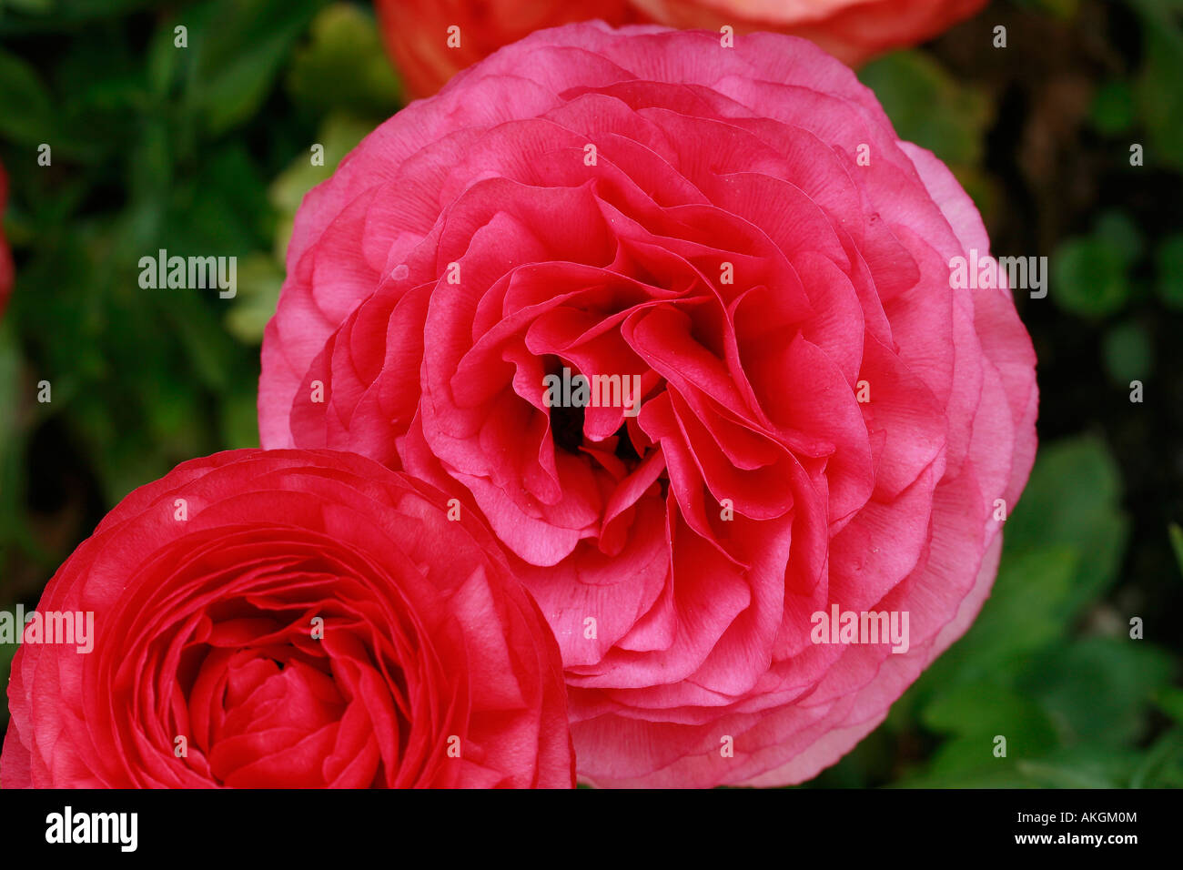 Sakata dwarf hi-res stock photography and images - Alamy