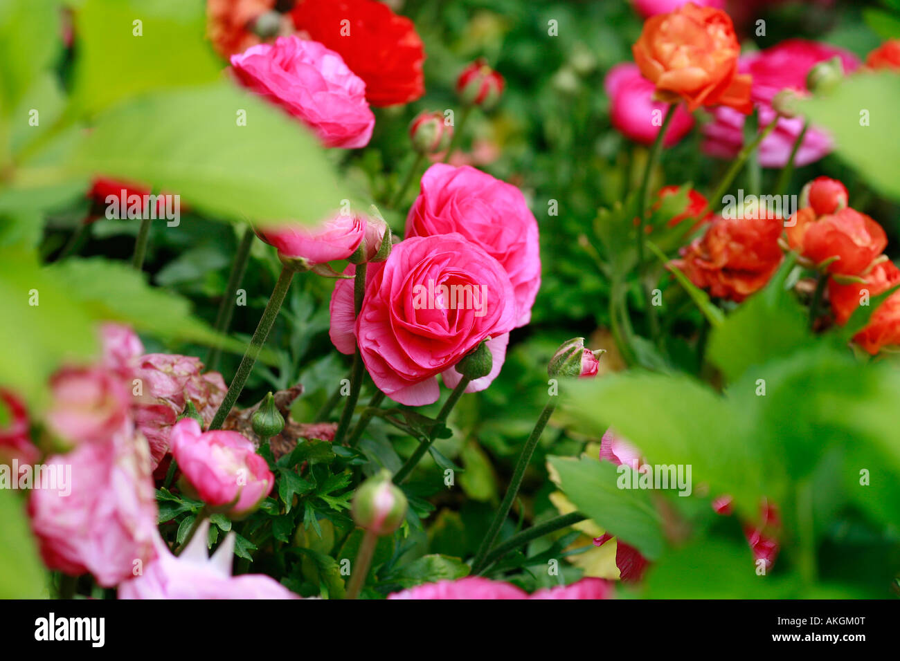 Ranunculus asiaticus