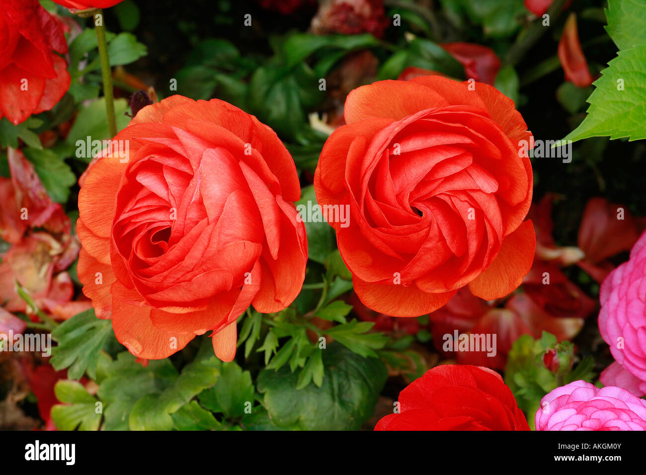 Ranunculus asiaticus