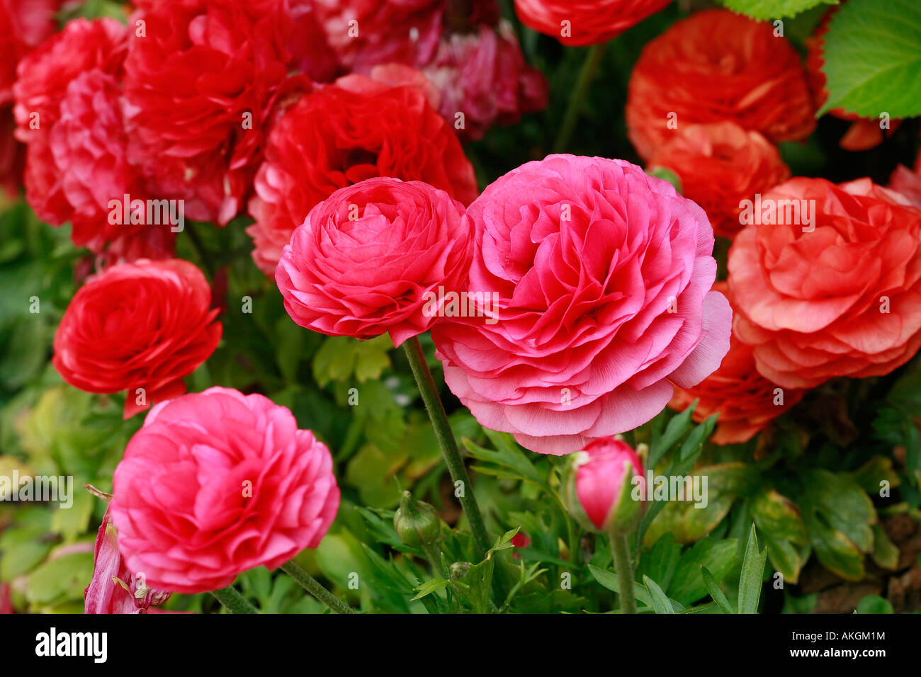 Ranunculus asiaticus