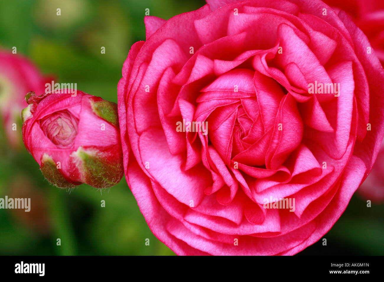 Ranunculus asiaticus