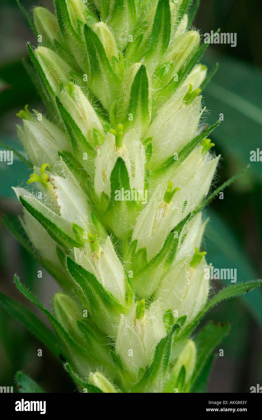 Campanula thyrsoides Stock Photo
