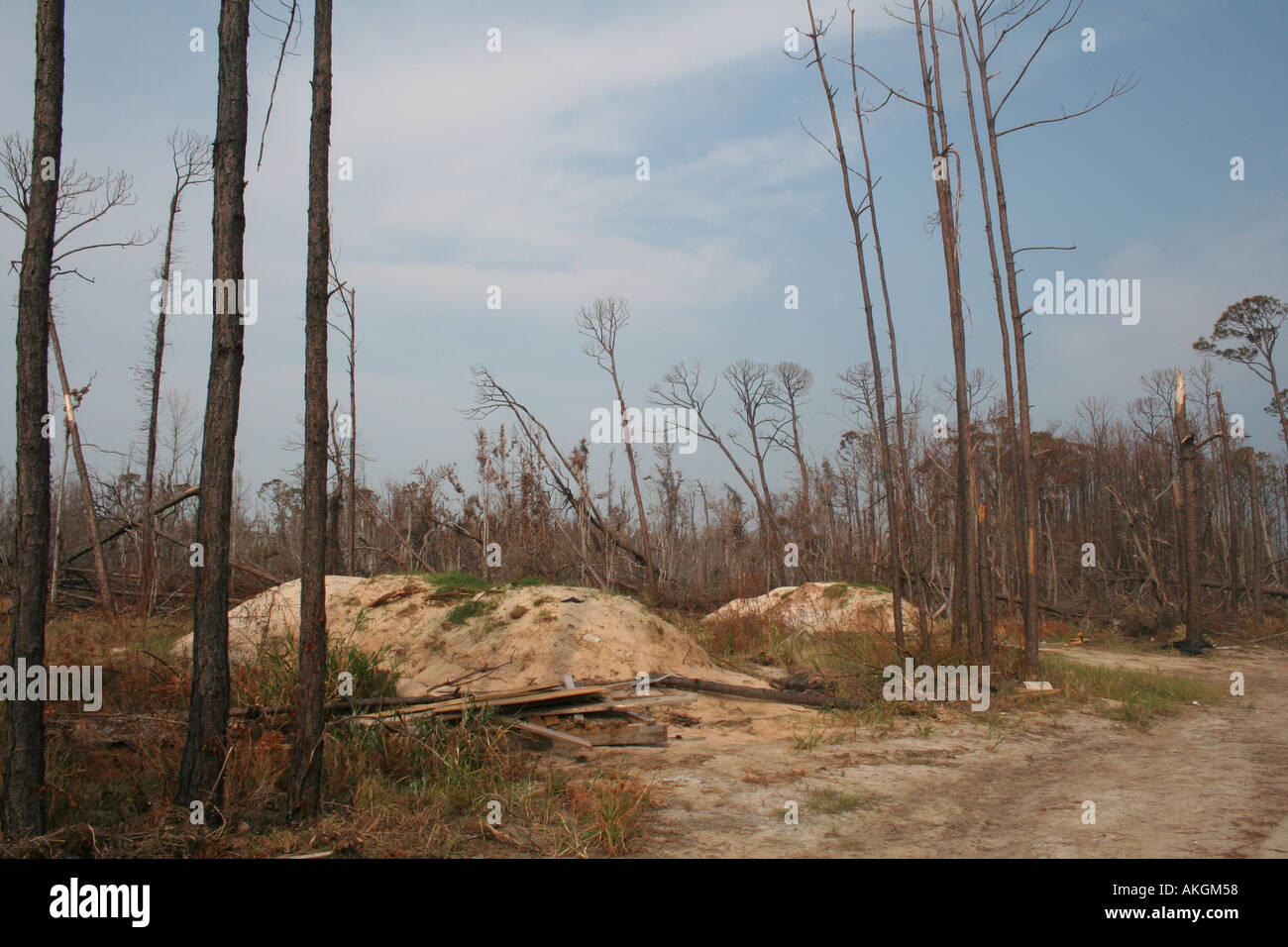 Hurricane damage to trees two weeks after Katrina. Gulf Breeze, Florida