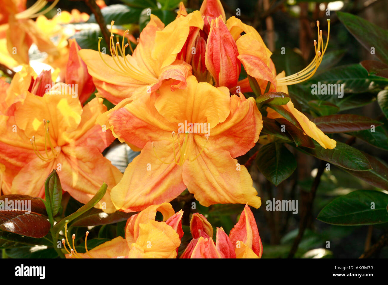 Rhododendron klondyke hi-res stock photography and images - Alamy