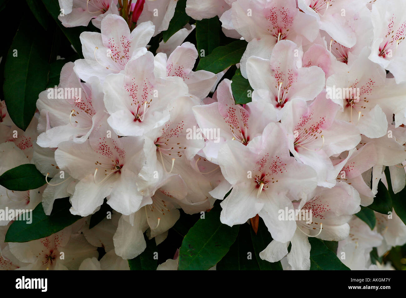 Rhododendron 'Duc de Brabant' Stock Photo