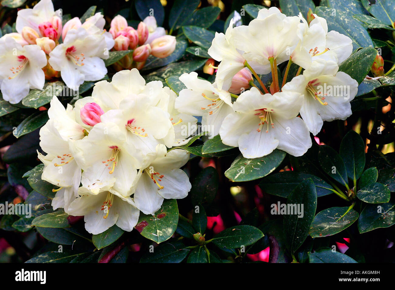 Rhododendron yakushimanum "Flava Stock Photo - Alamy