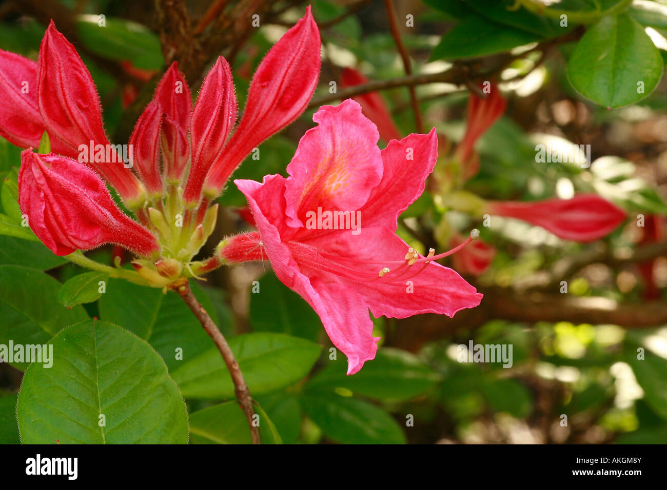 Rhododendron viscosum 'Jolie Madam' Stock Photo