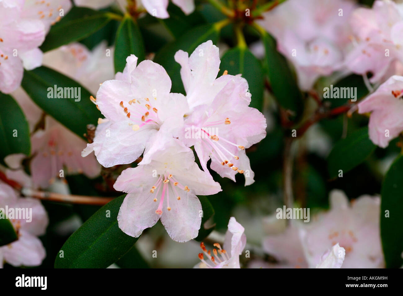 Rhododendron carolinianum hi-res stock photography and images - Alamy