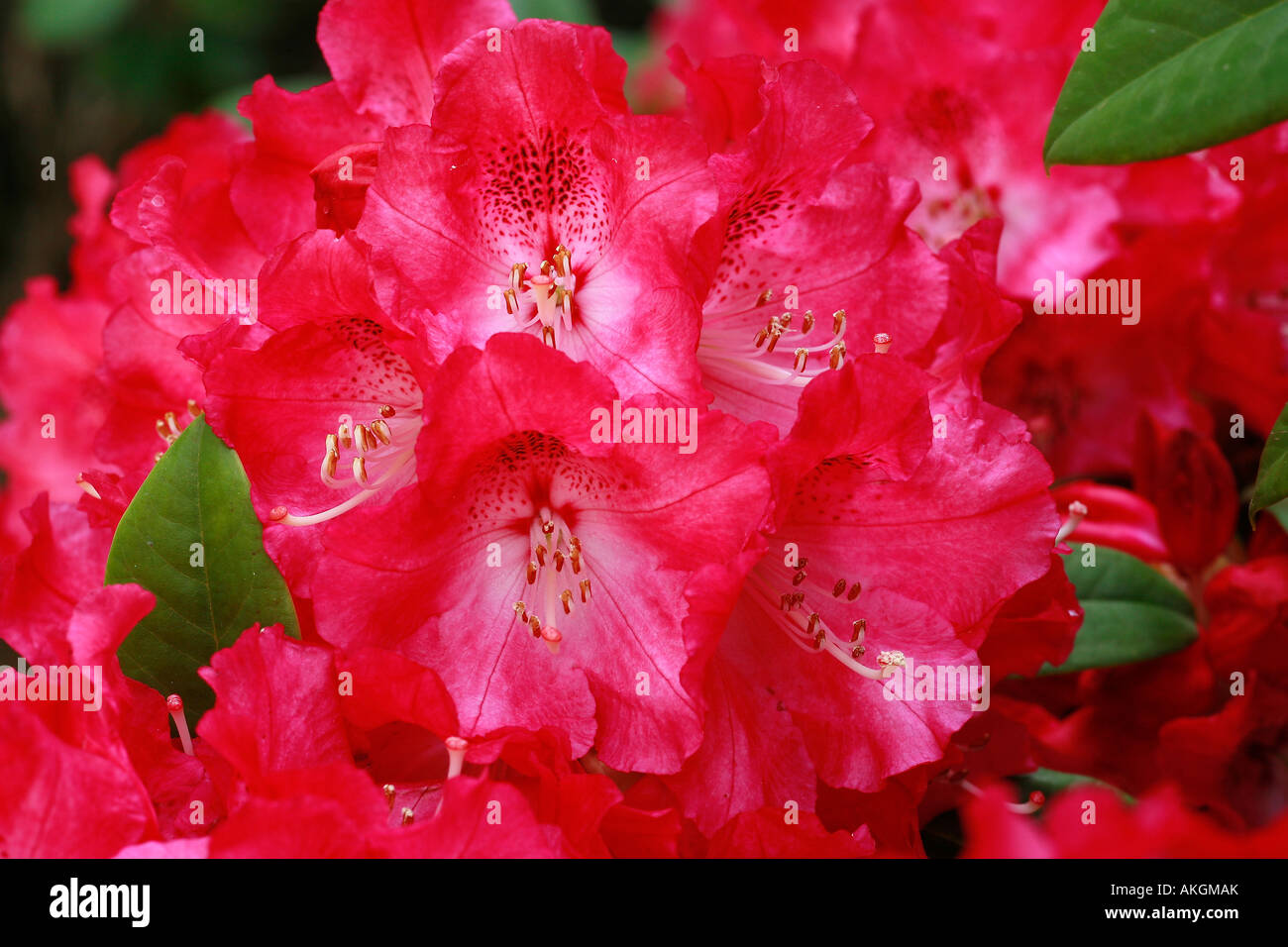 Rhododendron insigne 'Berliner Liebe' Stock Photo