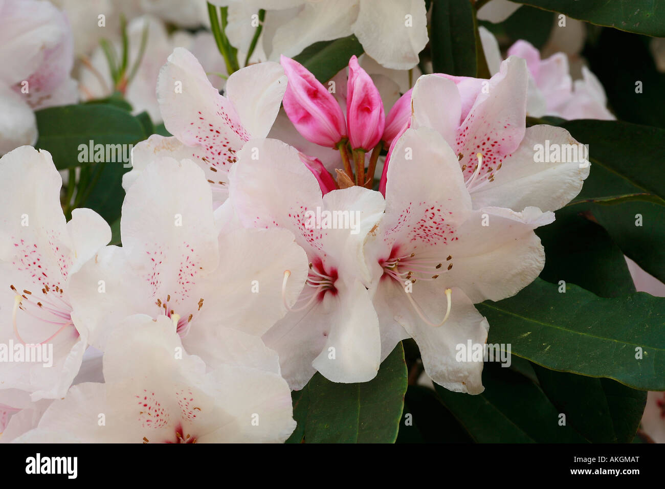 Rhododendron 'Duc de Brabant' Stock Photo