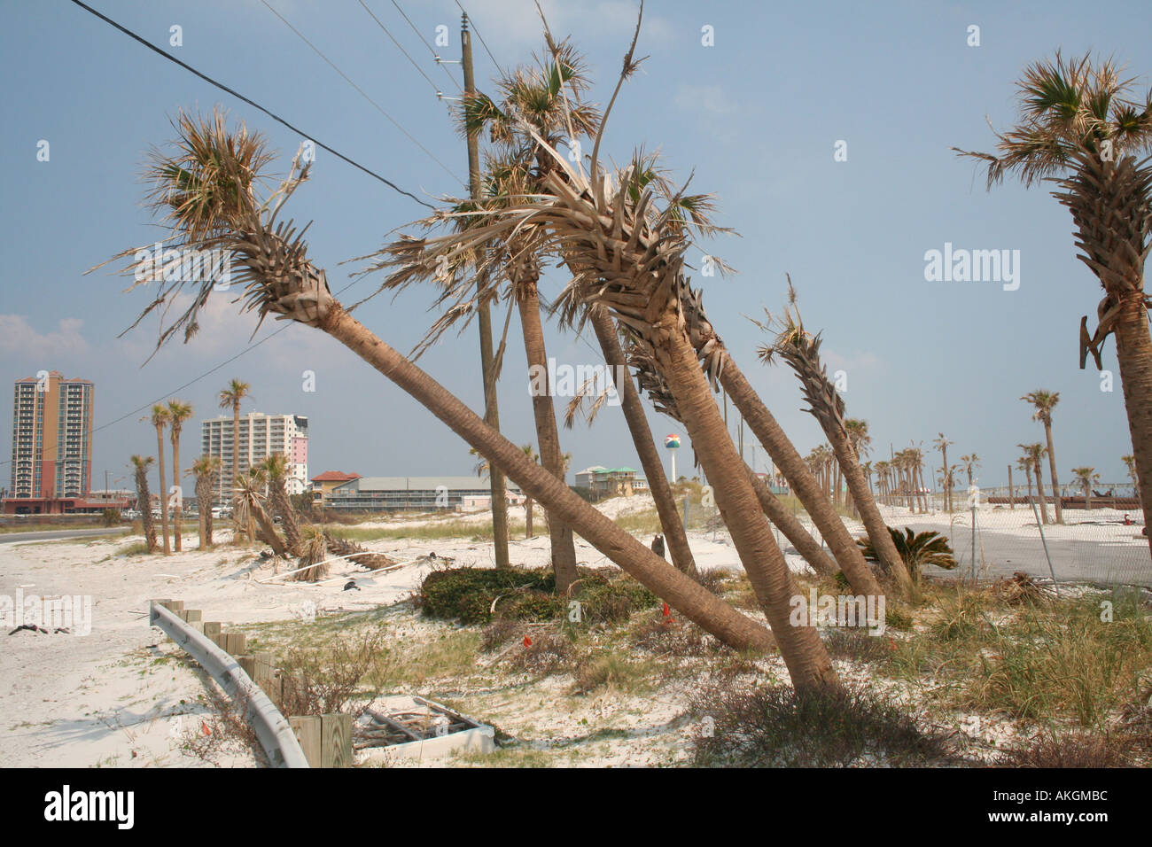 Hurricane damage to palm trees two weeks after Hurricane Katrina Pensacola Beach Florida Gulf Coast United States Stock Photo