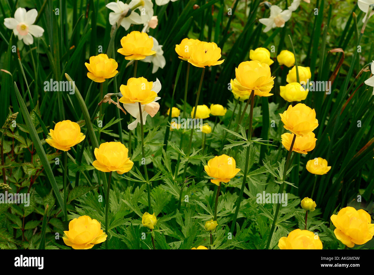 Trollius x cultorum 'Earliest of All' Stock Photo