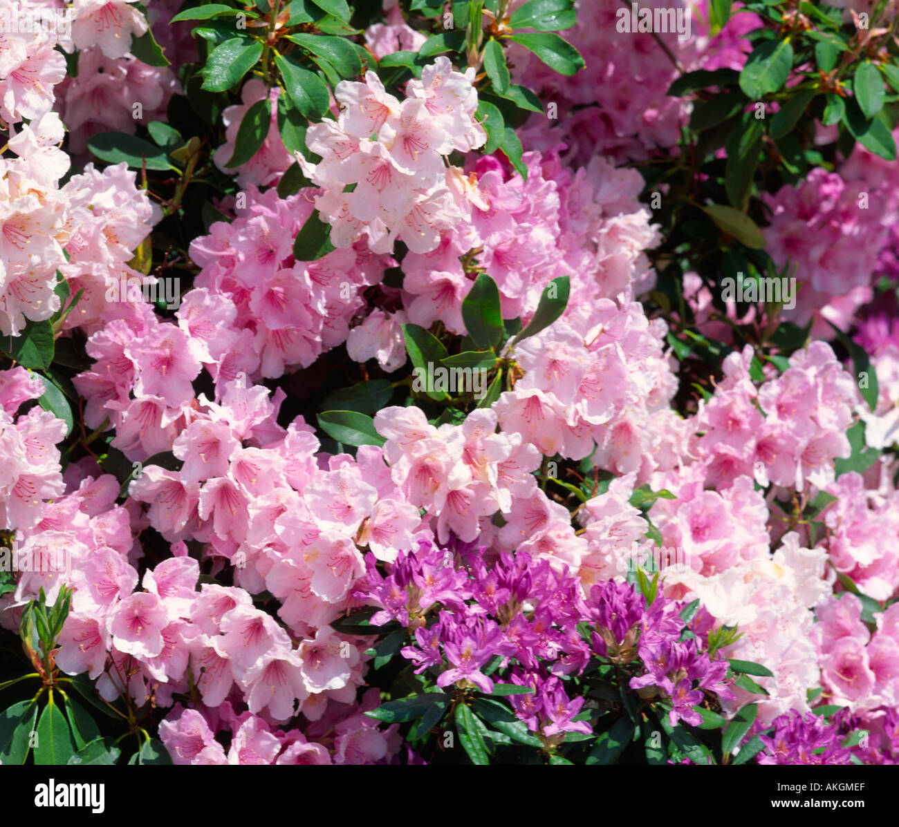 Red azaleas blooms hi-res stock photography and images - Alamy