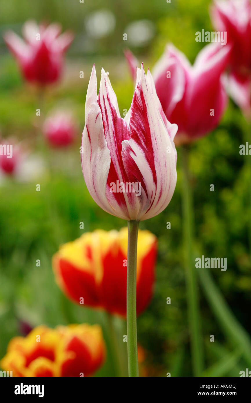 Lilyflowered tulip "Marylin Stock Photo Alamy