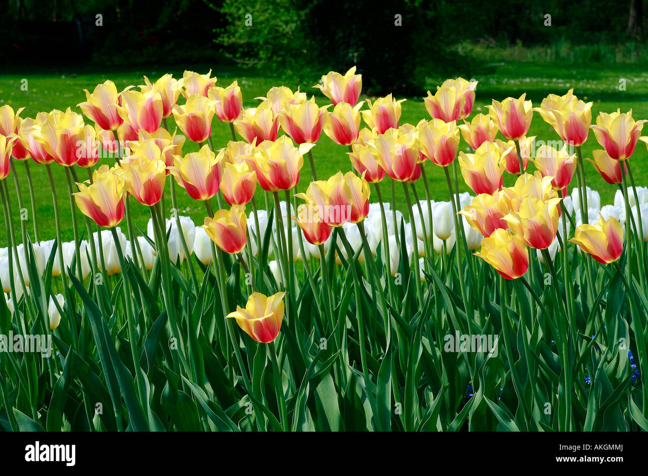 Tulip Blushing Lady Stock Photo Alamy