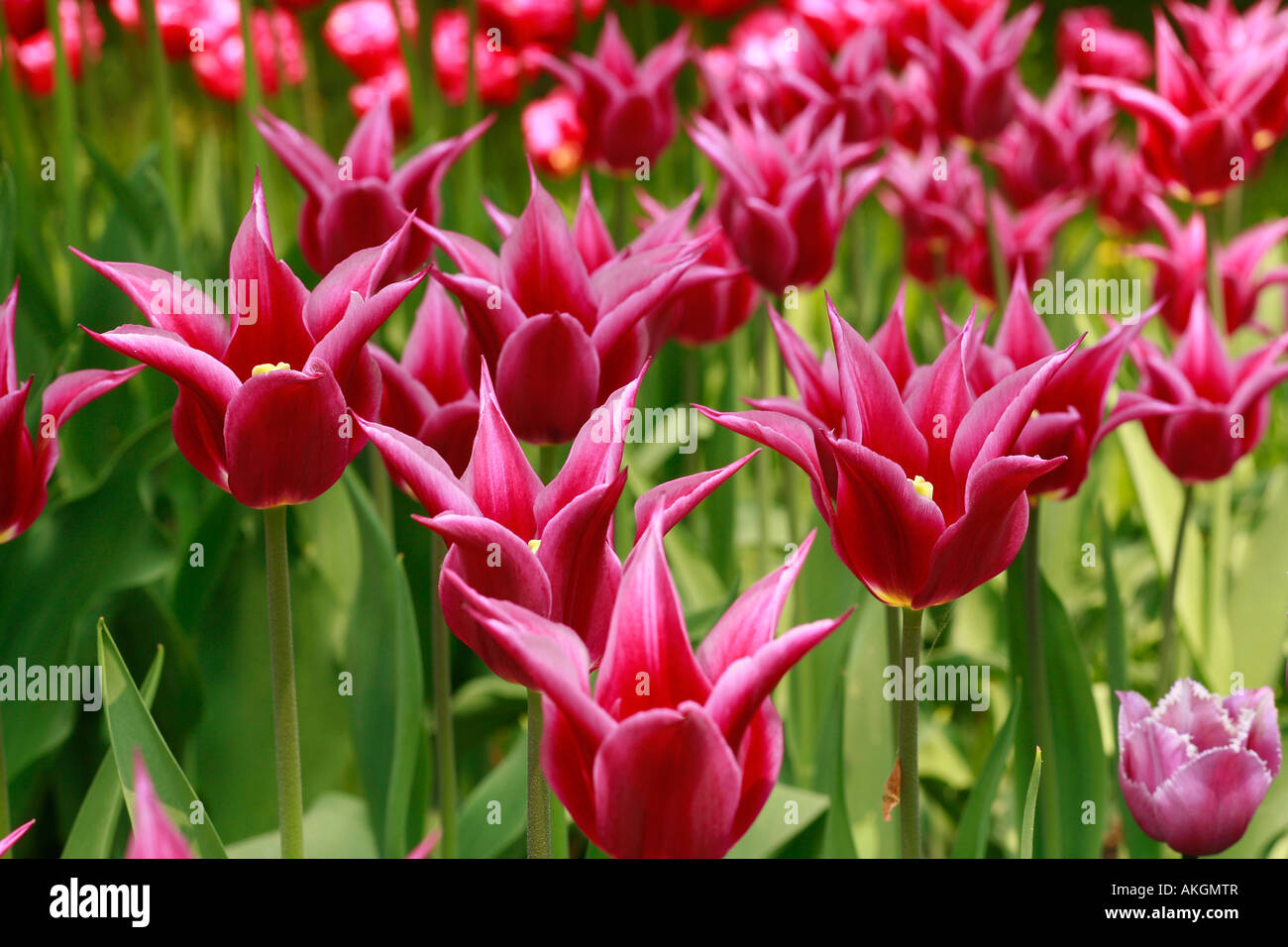 Lilyflowered tulips "Maytime Stock Photo Alamy