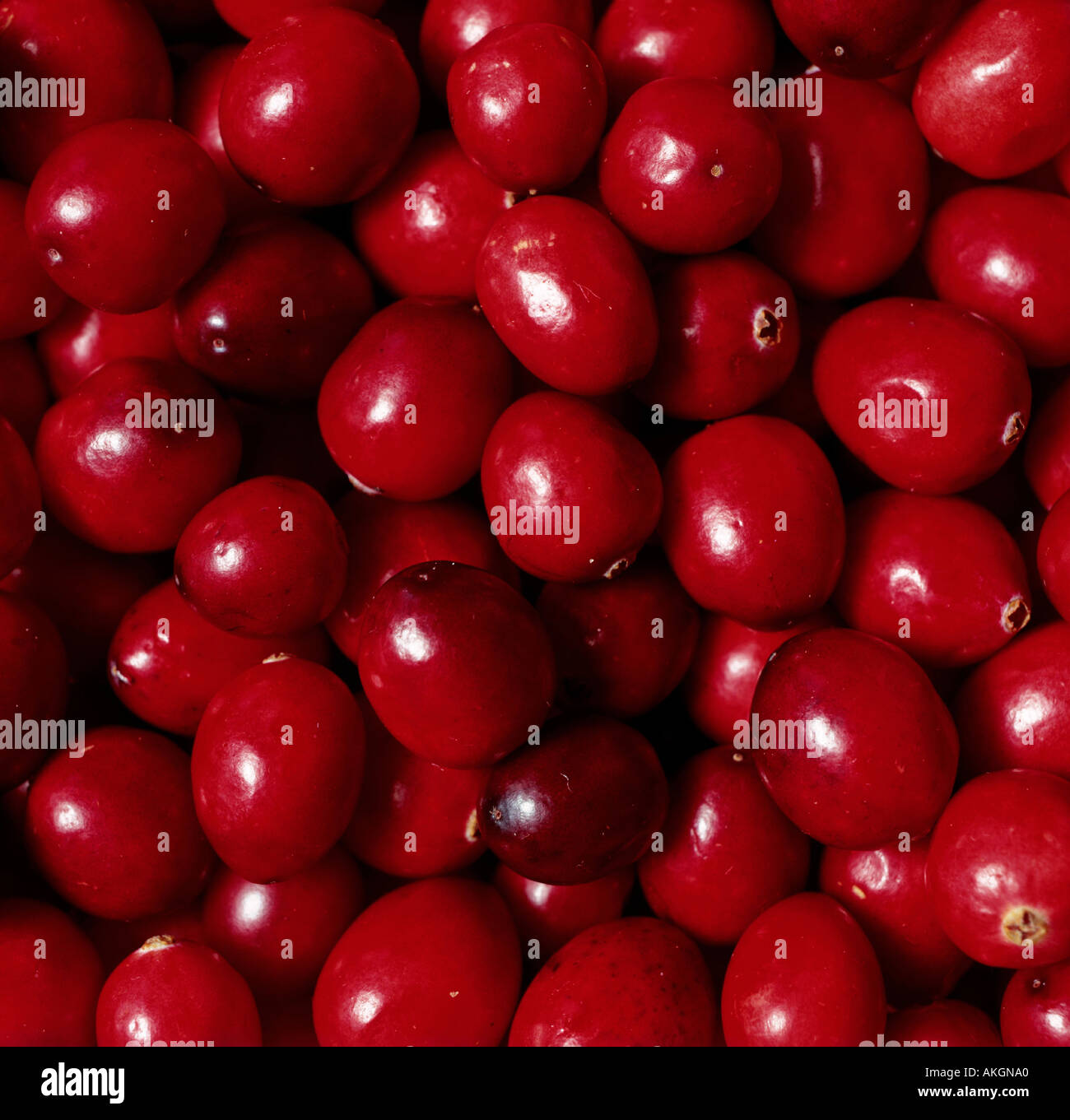 cranberries Stock Photo