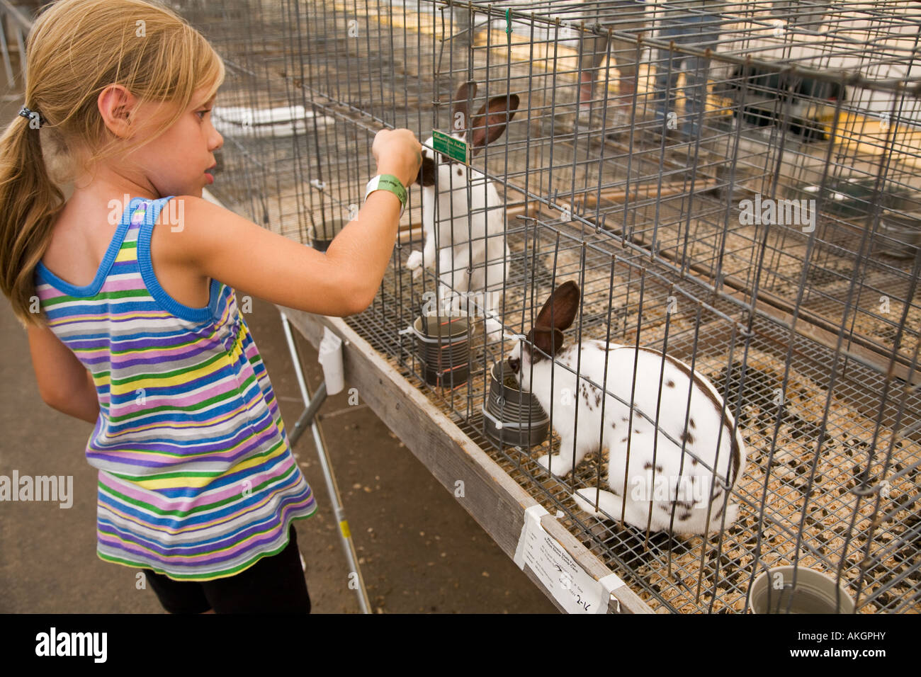WISCONSIN Milwaukee Girl reach through bar to touch rabbits in cages ...