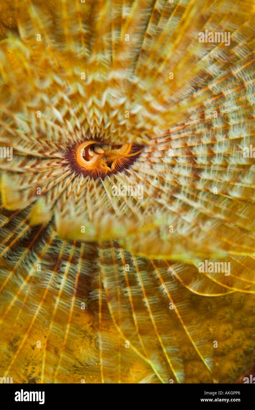 Magnificent feather duster tube worm Stock Photo Alamy