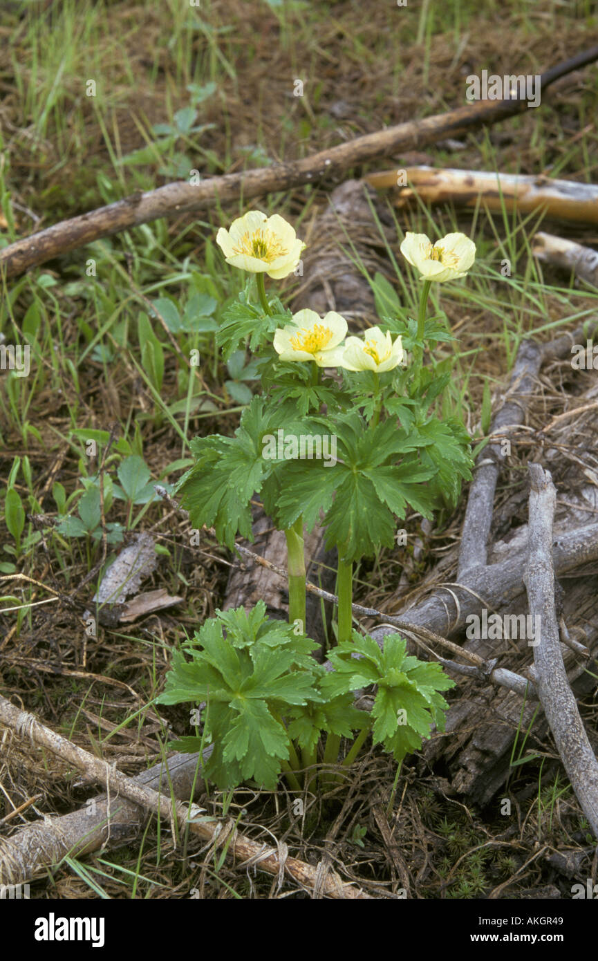 Globe Flower Trollius laxus In flower Montana USA Stock Photo