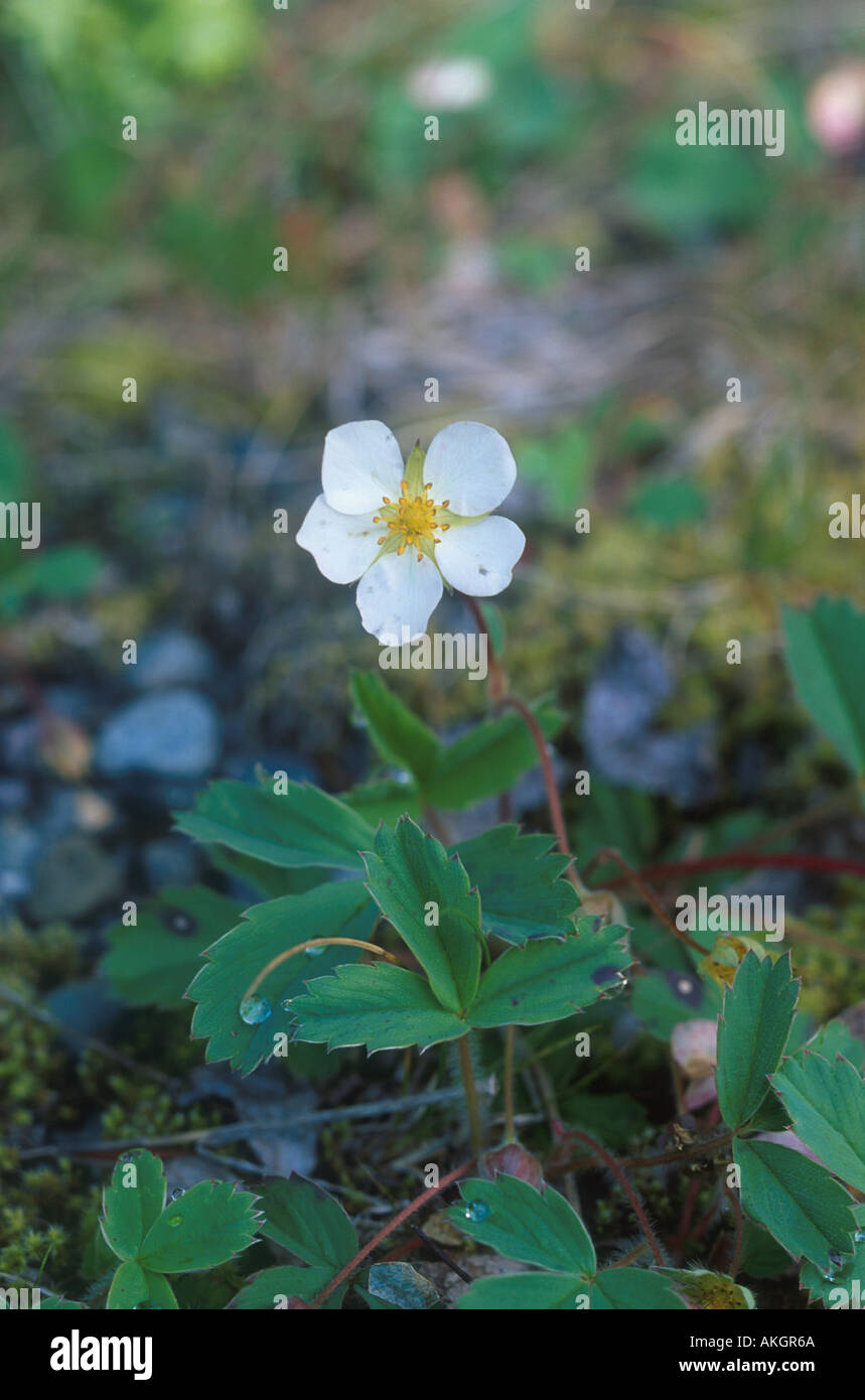 Wild Strawberry Fragaria vesca Flower Washington State USA Stock Photo ...