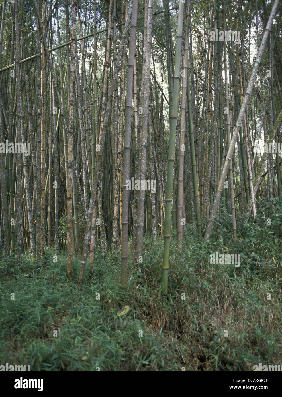 Grasses Reeds Bamboo Close up of plants growing in woodland Zaire Stock