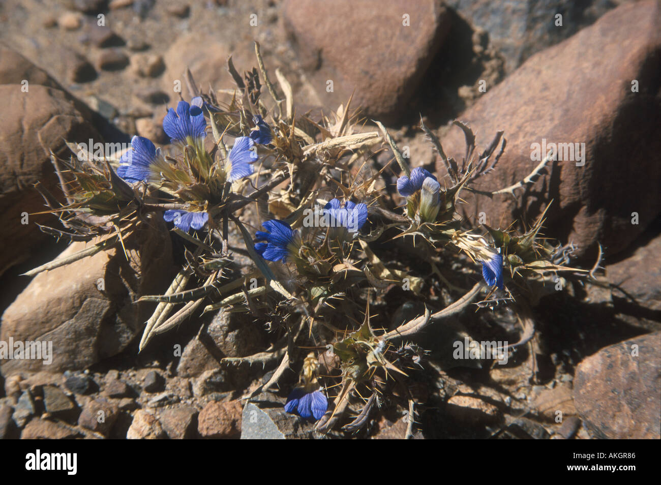 Perennial Herb Blepharis grossa Namib Desert Namibia Stock Photo