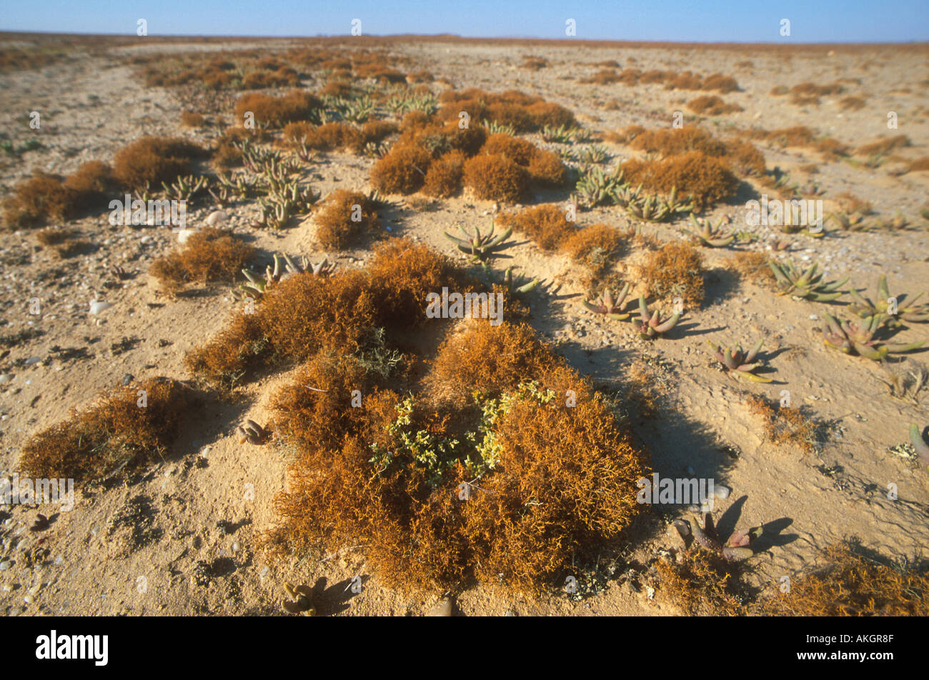 Lichen Field of Lichen Teloschistes capensis near Wlotzkasbaken Namibia Stock Photo