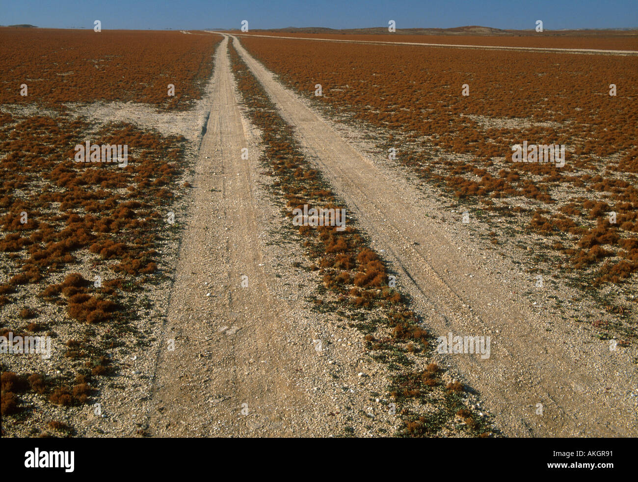 Lichen fields are easily damanged by vehicles Teloschistes capensis Namibia Stock Photo