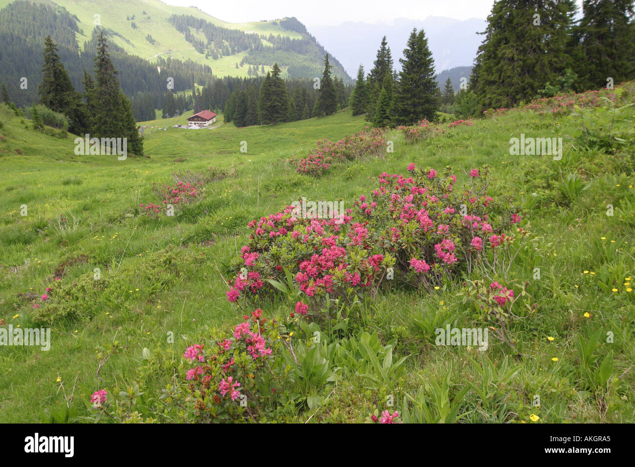 Alpen Rose Rosa pendulina Rhododendron ferrugineum Switzerland Stock Photo