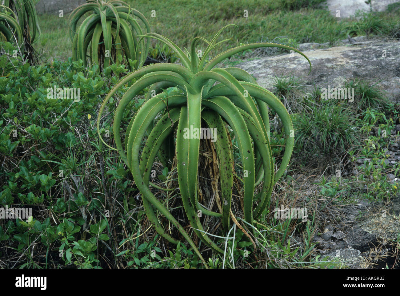 Giant Aloe Aloe helenae Close up near Fort Dauphin Madagascar Stock Photo