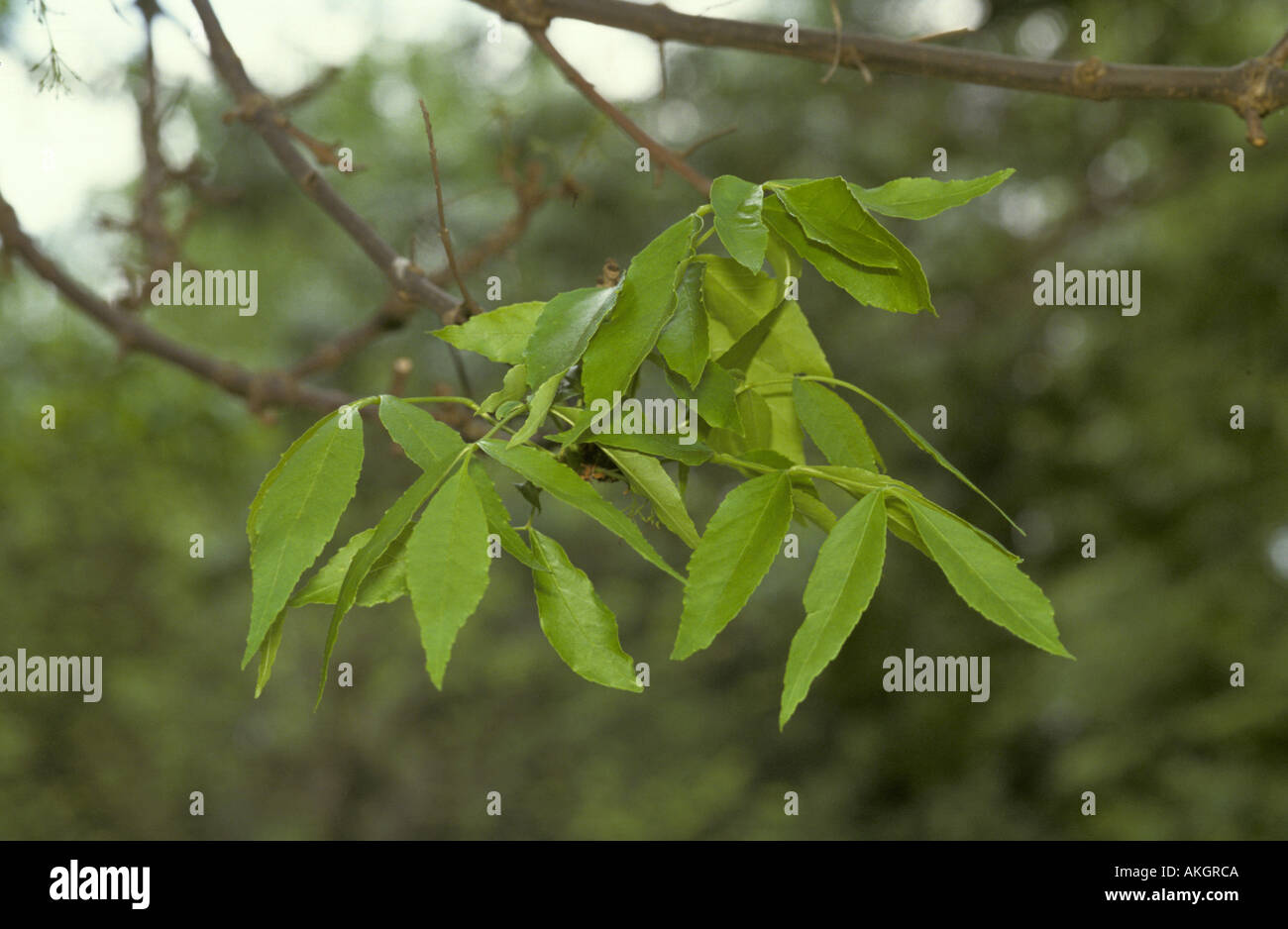 Red Ash Tree, Leaf. Fraxinus pennysylvanica Leaf Stock Photo